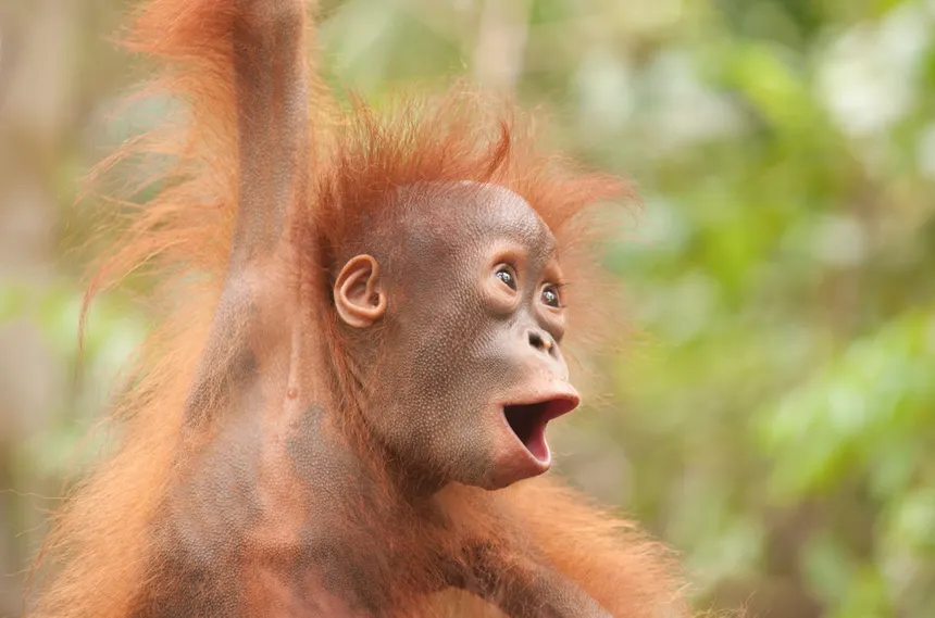 Pickles the orangutan